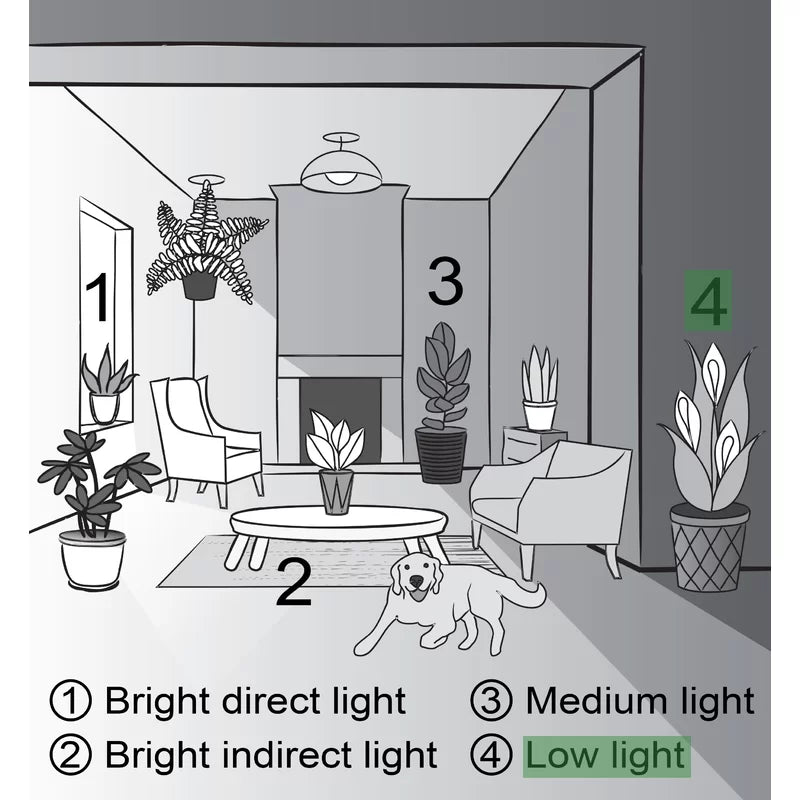 Furnishiaa Live Jade Plant For Home - Furnishiaa -  - 