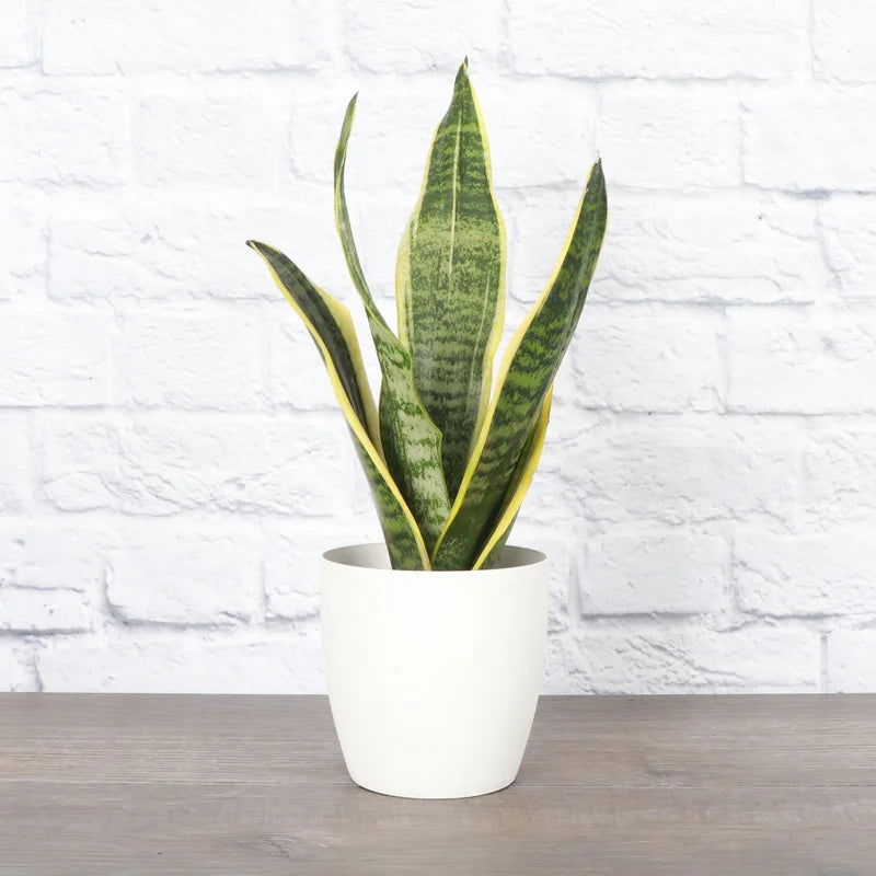 Furnishiaa Live Snake Plant For Home - Furnishiaa -  - 