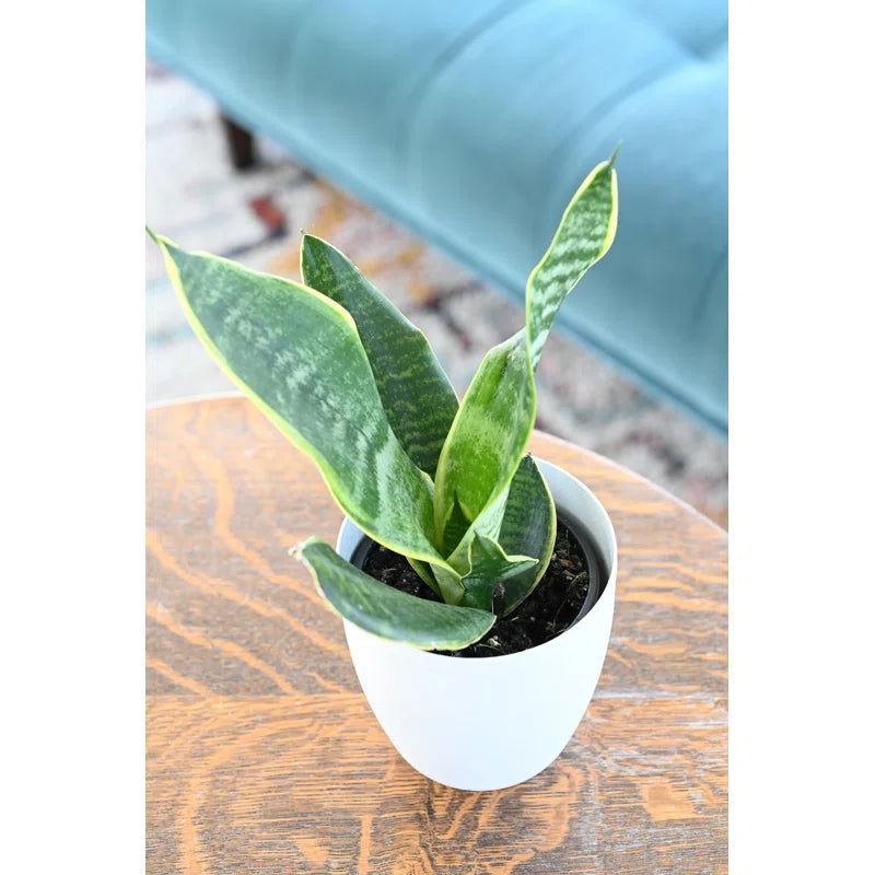 Furnishiaa Live Snake Plant For Home - Furnishiaa -  - 